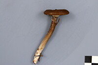 Lactarius lignyotus image